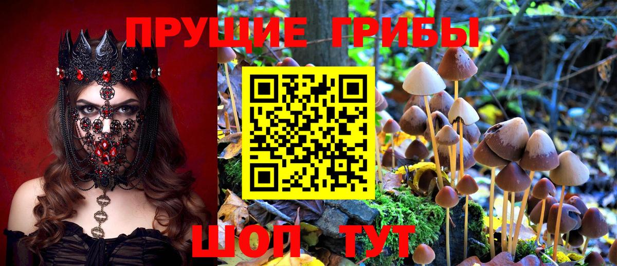 Курчатов  Галлюциногенные грибы Magic Shrooms  Вход с VPN 